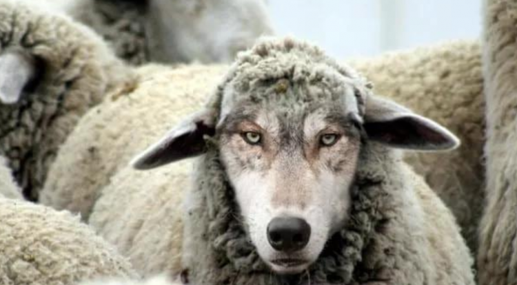 披着羊皮的狼是什么意思，披着羊皮的狼什么意思