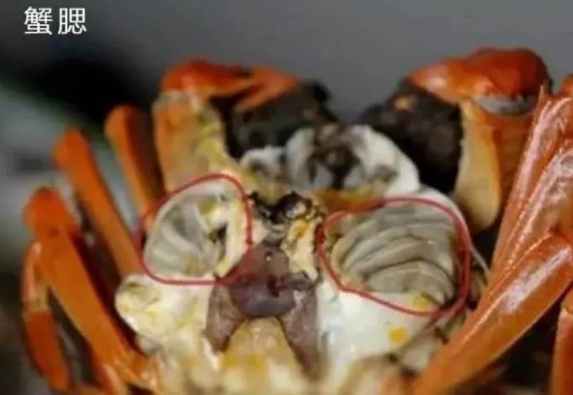 螃蟹怎么吃，螃蟹的吃法