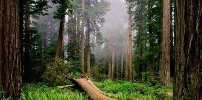 木秀于林风必摧之的意思是什么，木秀于林风必摧之的意思