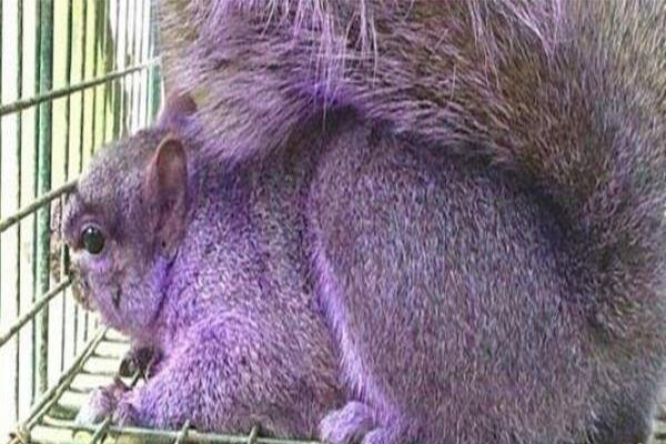 世界十大奇特紫色动物，紫色的动物有哪些