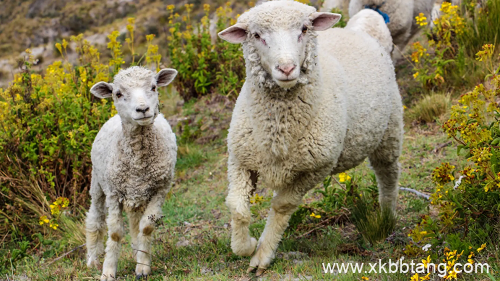 属羊的今年多少岁数了 属羊的今年60几岁